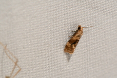 Gynnidomorpha romonana