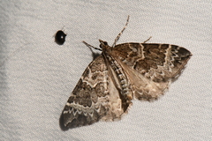 Eulithis explanata