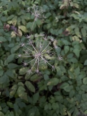Aegopodium