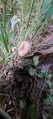Clitocybe fragrans
