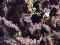 Scytinium polycarpum