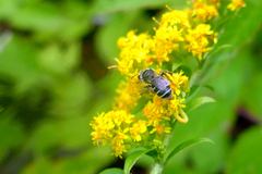Callandrena