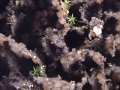 Scytinium polycarpum