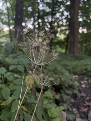 Aegopodium