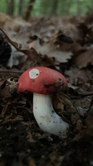 Russula cremoricolor