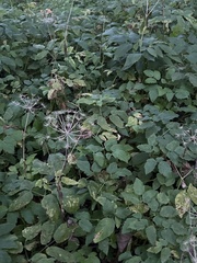 Aegopodium
