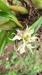 Prosthechea fragrans