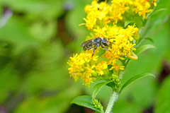 Callandrena