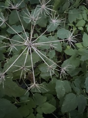 Aegopodium