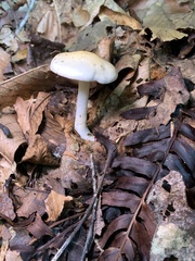 Hygrophorus