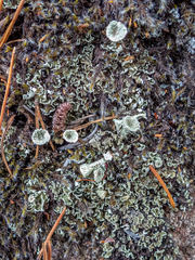 Cladonia chlorophaea