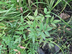 Oenantheae