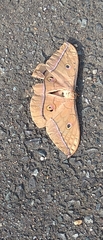 Antheraea yamamai