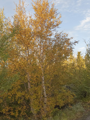 Betula pubescens pumila