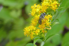 Callandrena