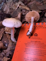 Hygrophorus