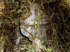 Homalothecium nuttallii