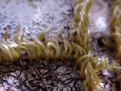 Homalothecium nuttallii