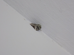 Lacinipolia implicata