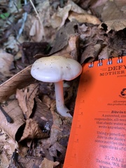 Hygrophorus