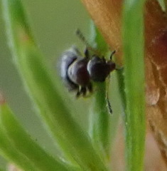 Aulacoderus