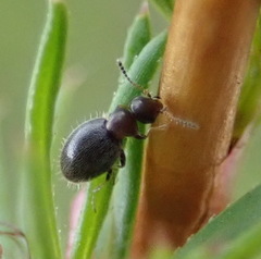 Aulacoderus