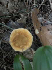 Hydnum umbilicatum