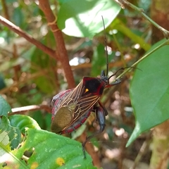 Pachylis pharaonis