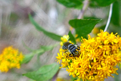 Callandrena