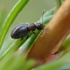 Aulacoderus
