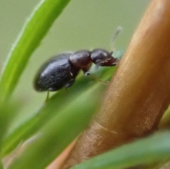 Aulacoderus