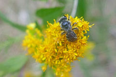 Callandrena