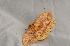 Eacles imperialis pini