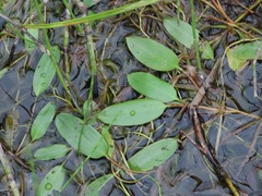 Potamogeton natans