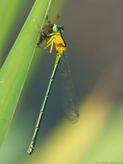 Ischnura pruinescens