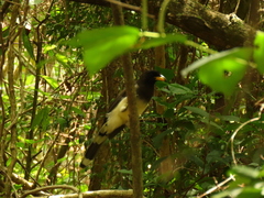 Psilorhinus morio