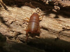 Myrmecophilus pergandei