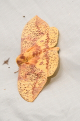 Eacles imperialis pini