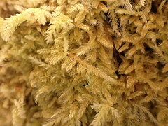 Stereodon subimponens