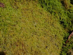 Stereodon subimponens