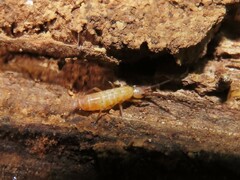 Tomocerinae