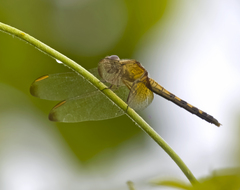 Erythrodiplax funerea