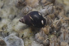 Littorina