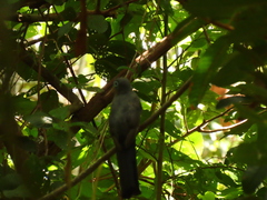 Trogon melanocephalus