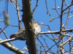 Turdus philomelos