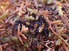 Scytinium polycarpum