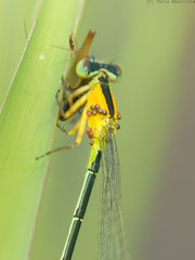 Ischnura pruinescens