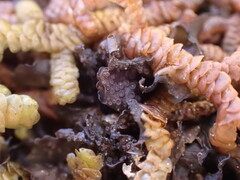 Scytinium polycarpum