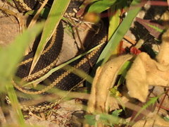Thamnophis elegans