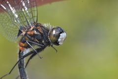Leucorrhinia glacialis